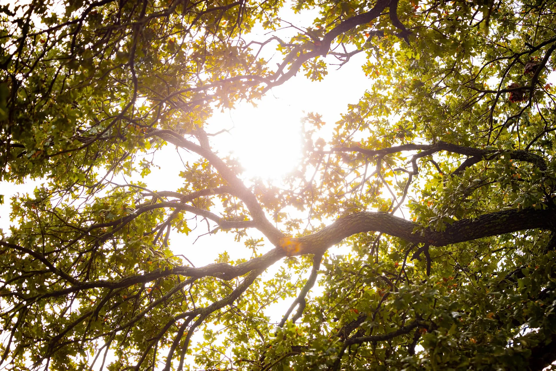 Sunny Trees