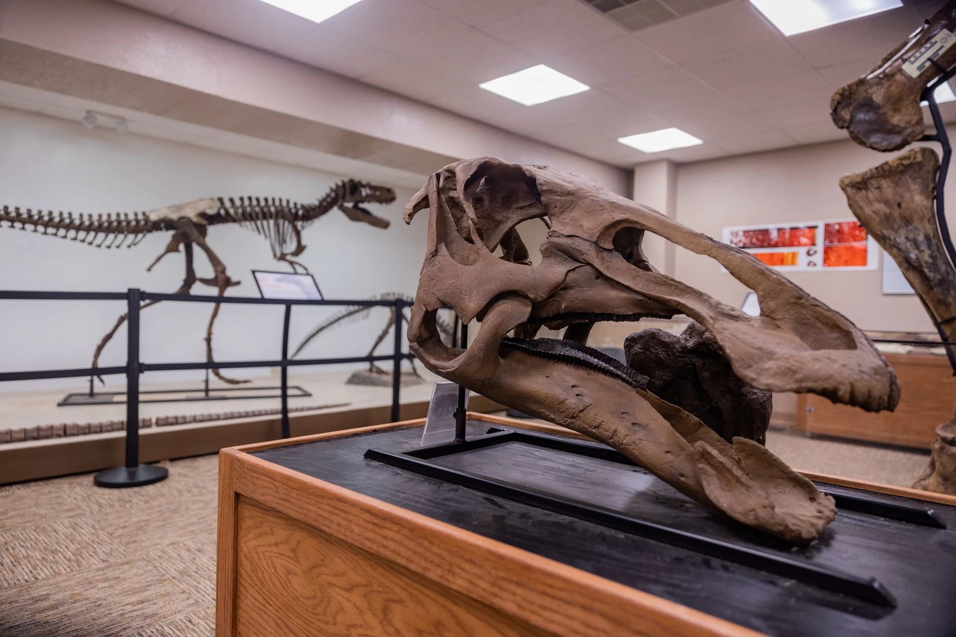 Dinosaur Science Museum SWAU tour Paleontology